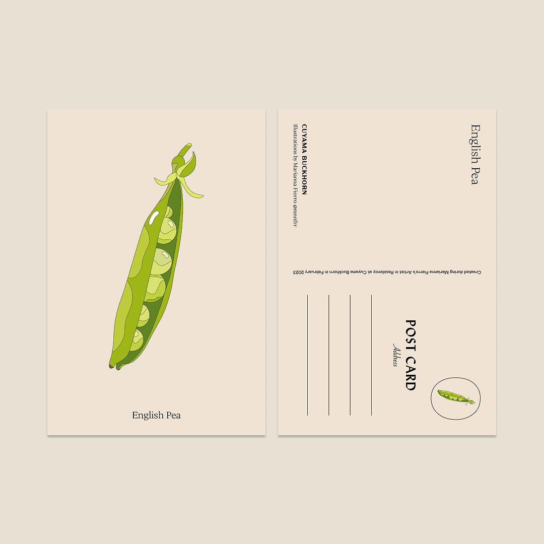 Marianna Fierro x Cuyama Buckhorn Postcards