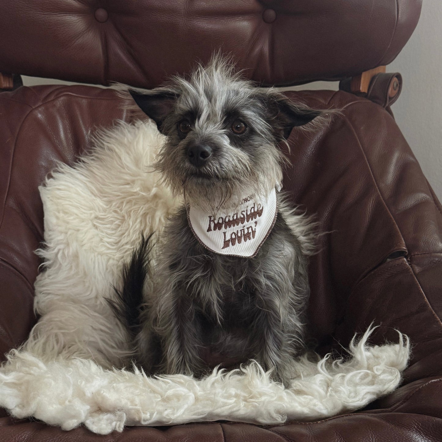Fren x Cuyama Buckhorn Dog Bandana
